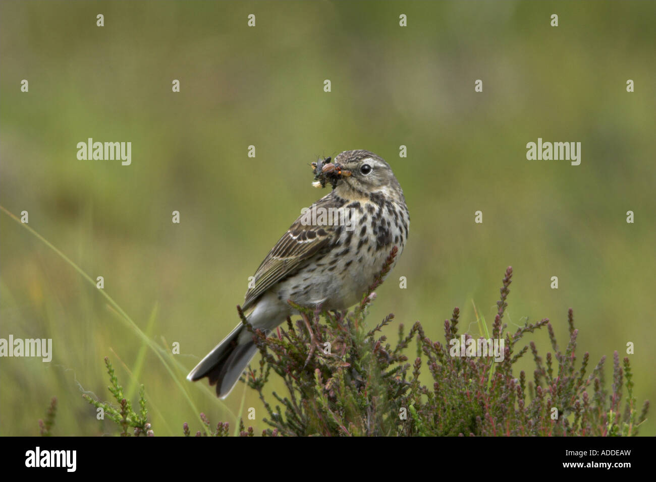 Meadow Pipit Anthus pratensis perched on heather with insects in its bill, Northumberland Stock Photo