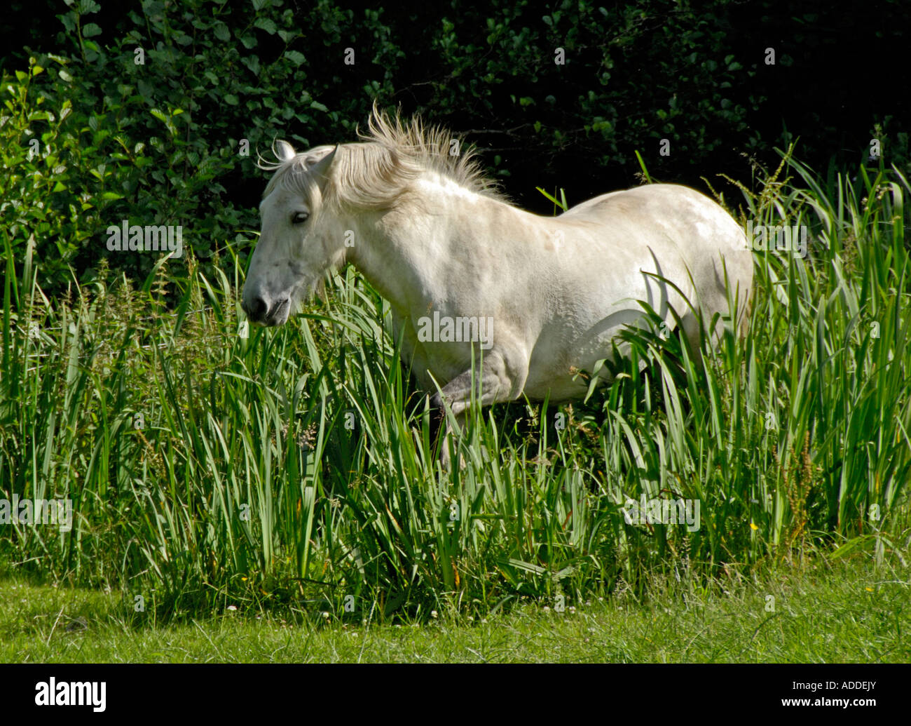 Grey Highland Pony cantering through a reedbed . Lochletter Farm , Glen