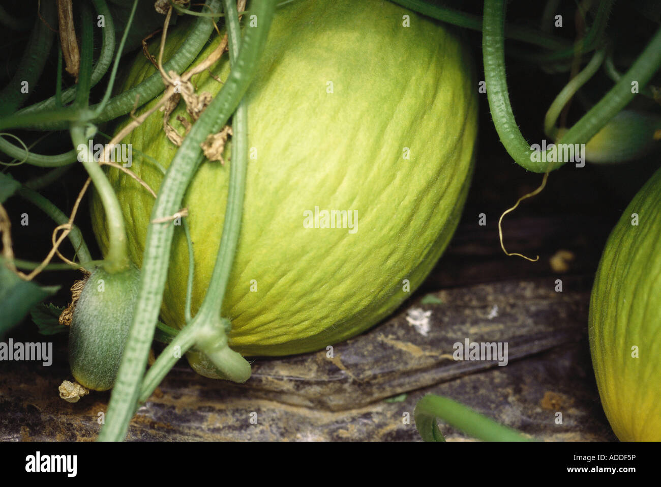 Unripe Melons High Resolution Stock Photography and Images Alamy