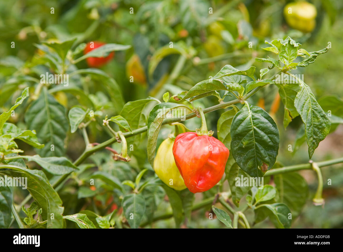 Habanero Pepper Field in Belize Stock Photo Alamy