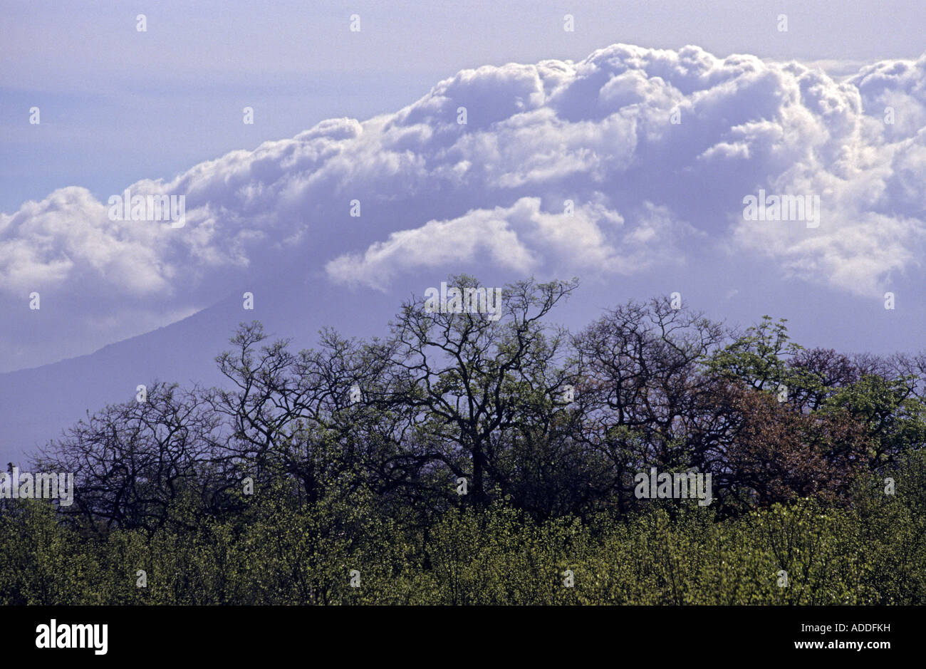 Pacific coast tropical dry forest and volcano shrouded in cloud Santa Rosa National Park Guanacaste Costa Rica Stock Photo