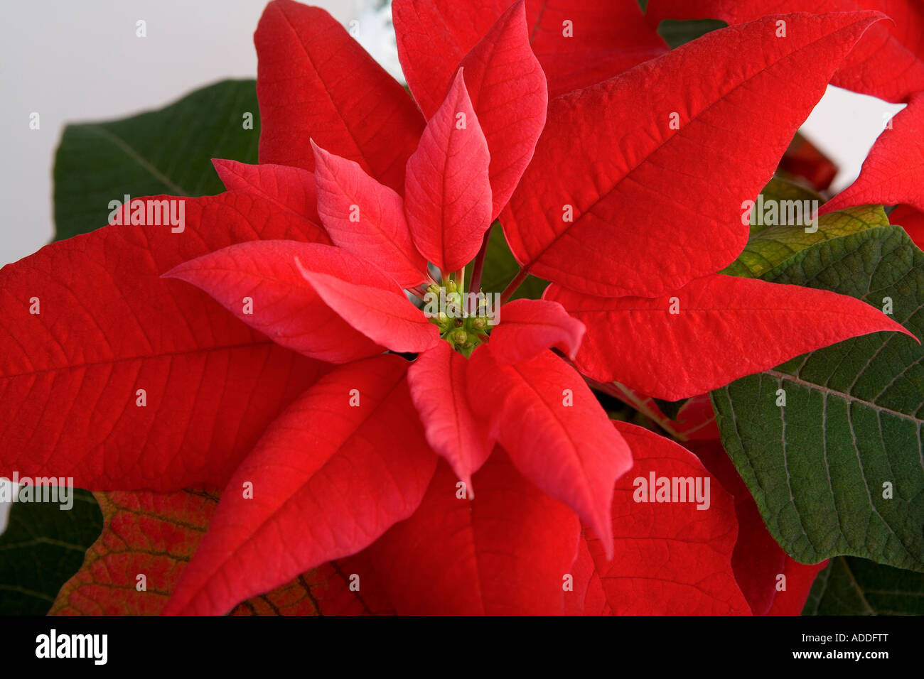 Point Setter Poinsetta Stock Photos & Poinsetta Stock Images - Alamy