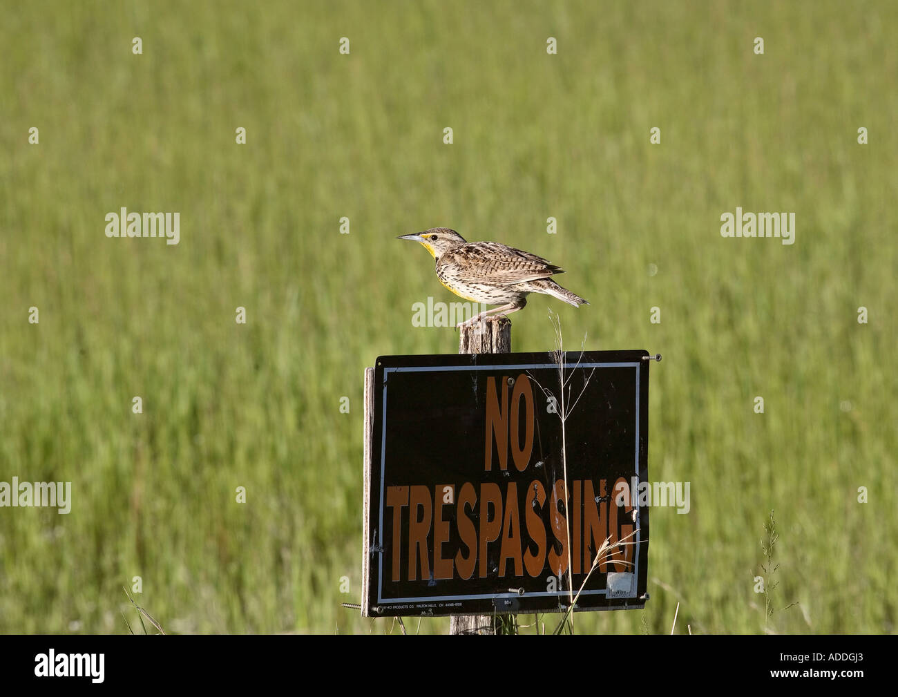Western Meadowlark perched on sign in scenic Saskatchewan Canada Stock Photo