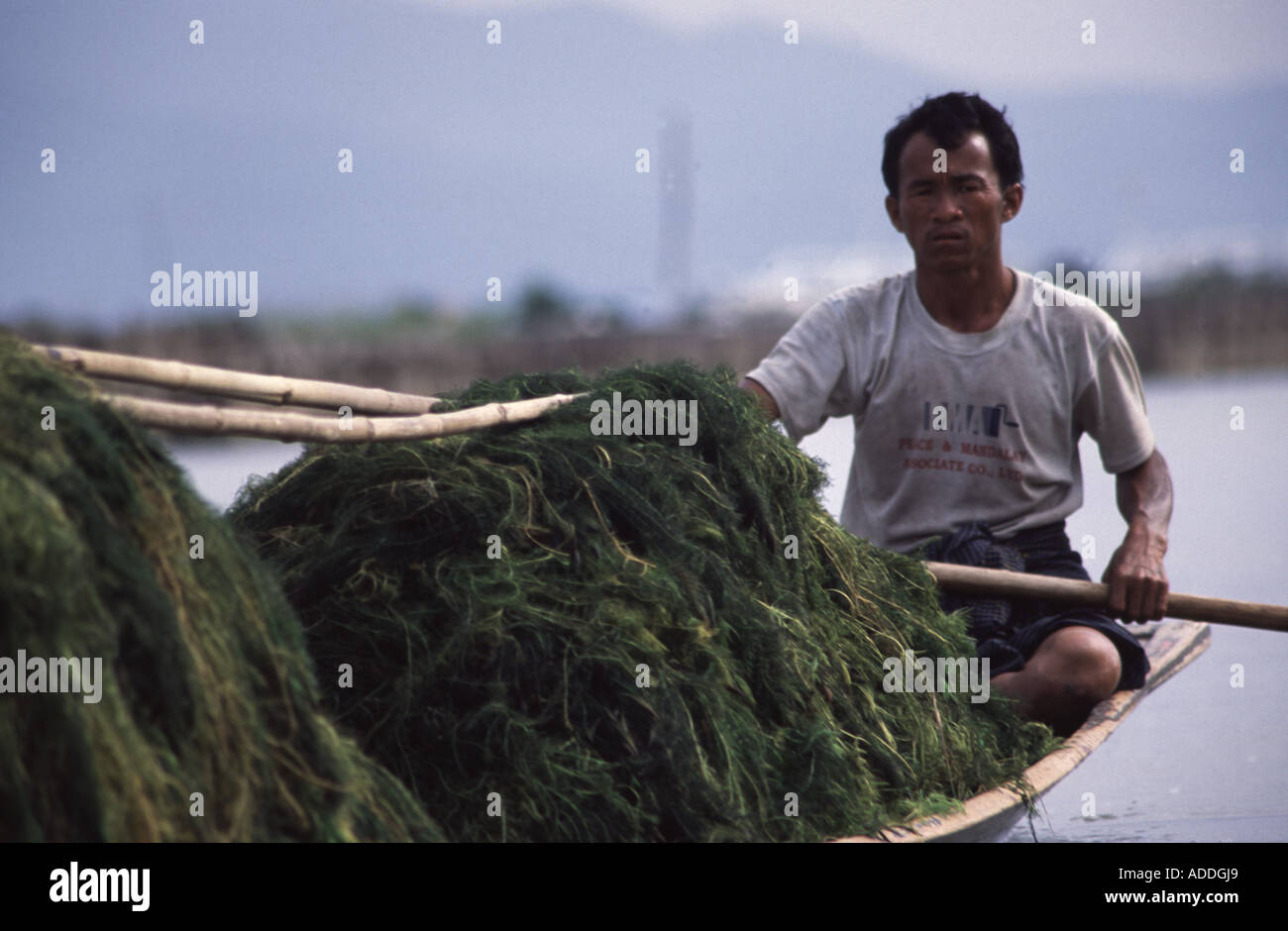 Tconstruct Reeds Agriculture inle lake hi-res stock photography and images - Alamy