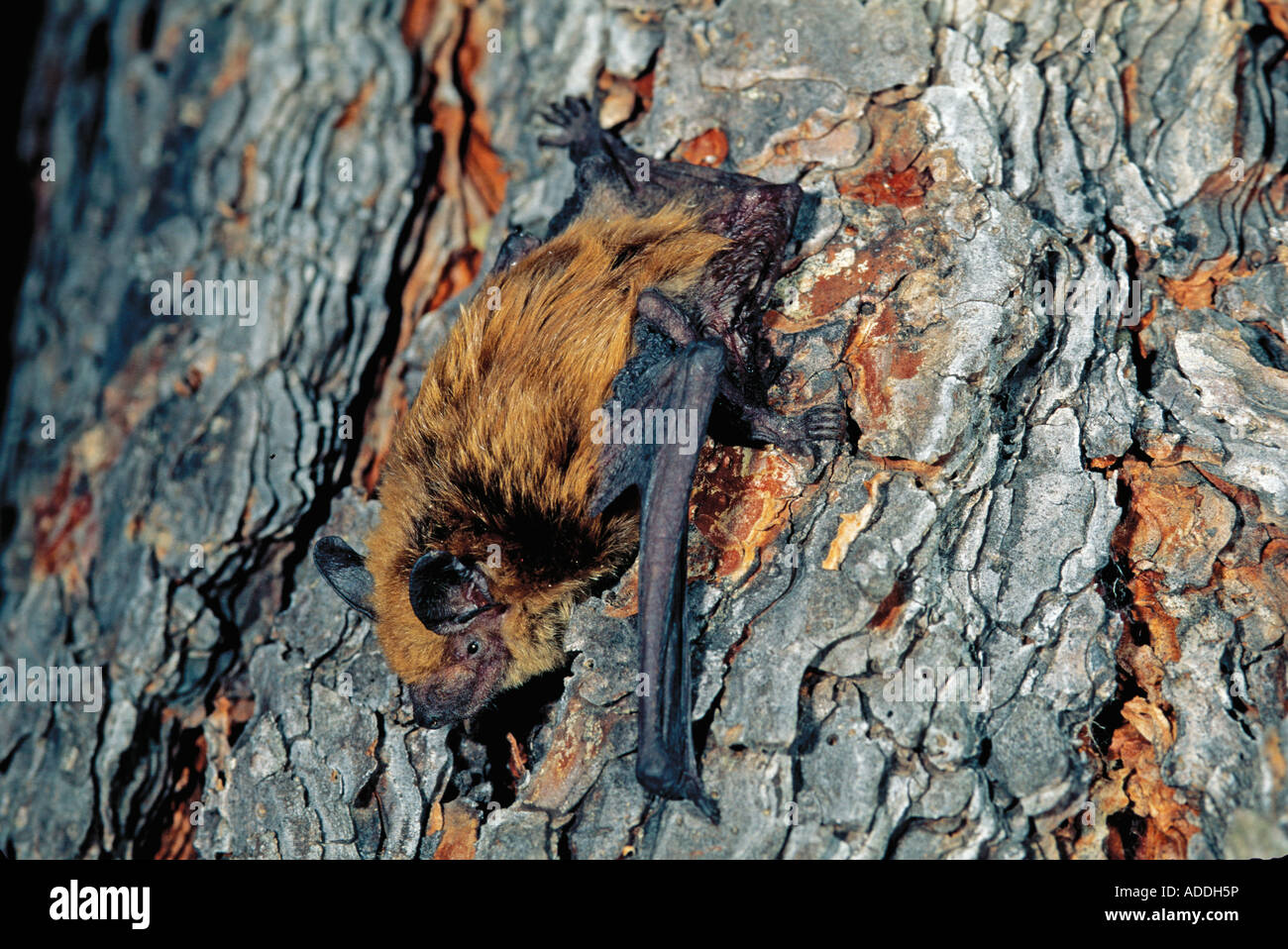 Big Brown Bat Eptesicus fuscus Burro Mountains NEW MEXICO United States May Adult Vespertilionidae Stock Photo