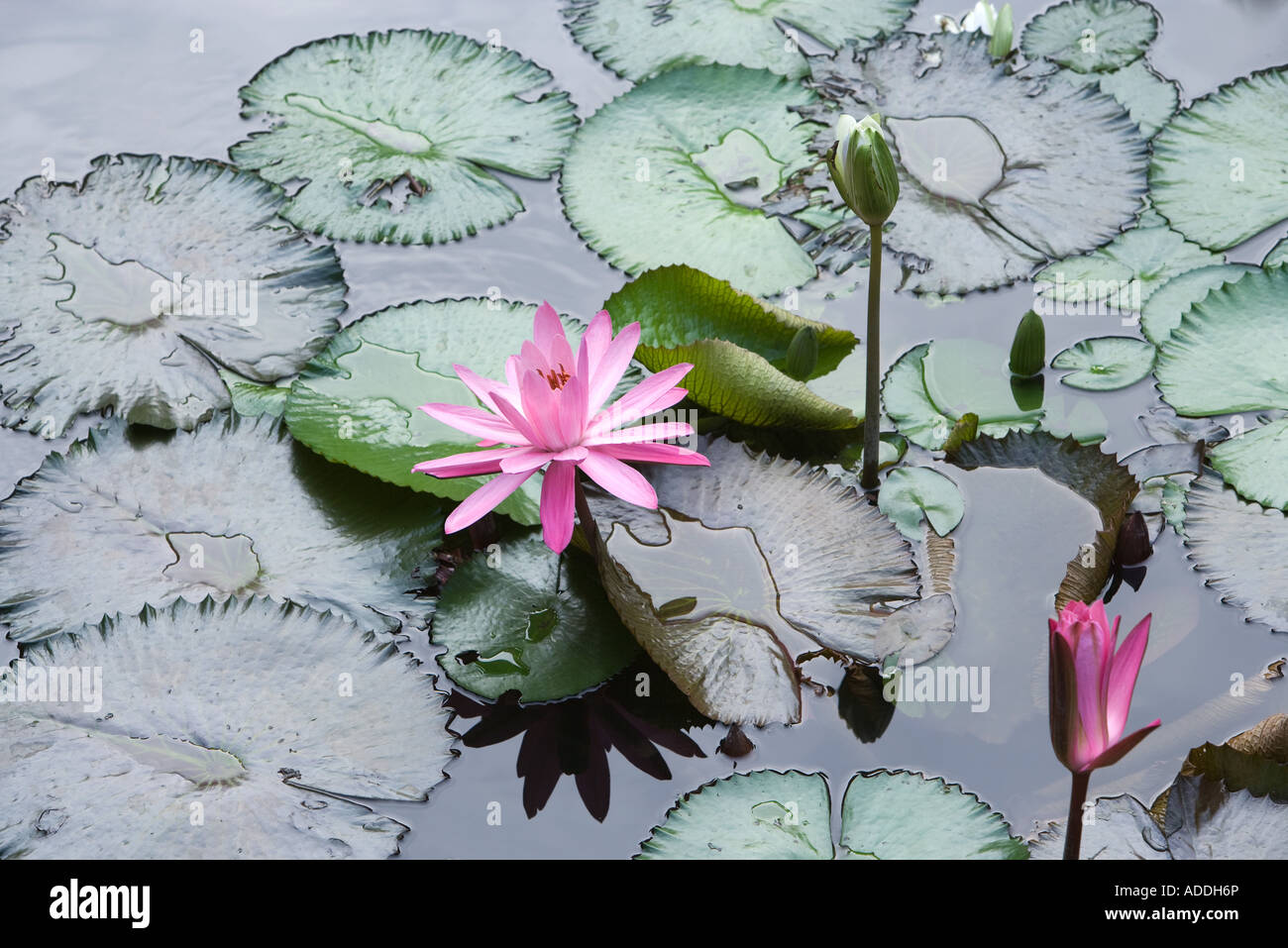 Water lilies overhead shot hi-res stock photography and images - Alamy