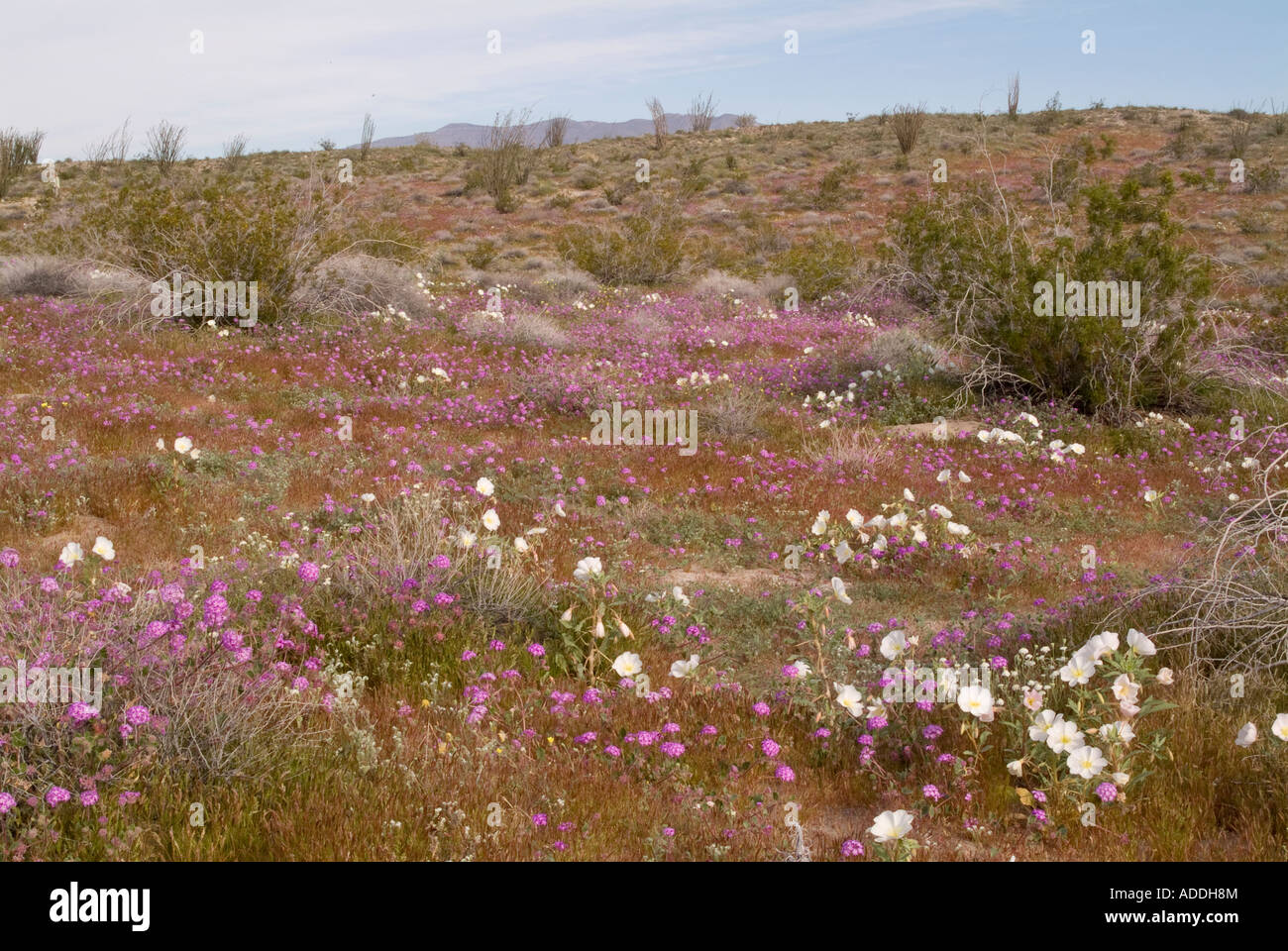 Anza Borrego Desert Flower Bloom of 2005 Stock Photo Alamy