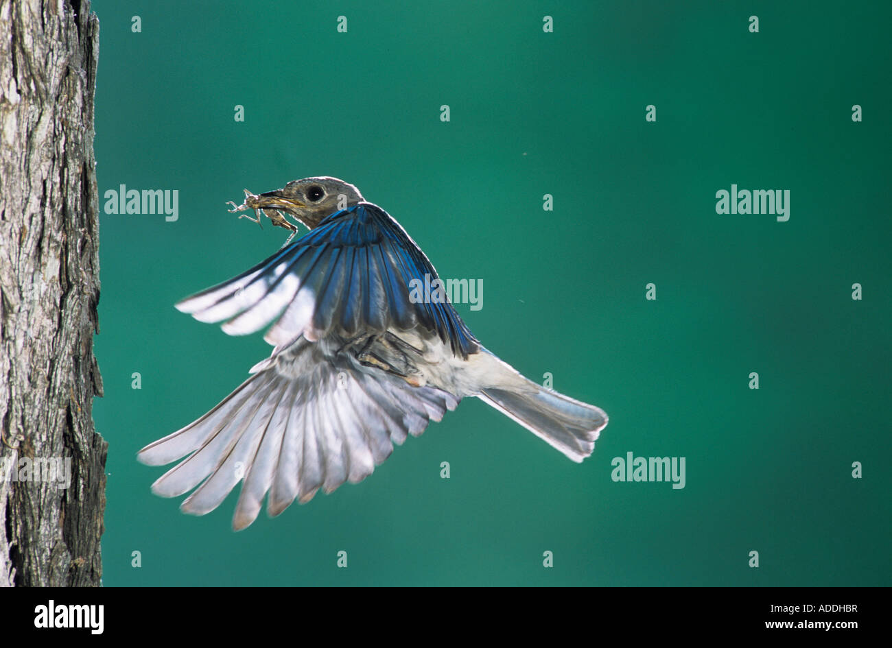 Eastern Bluebird Sialia sialis female in flight Willacy County Rio