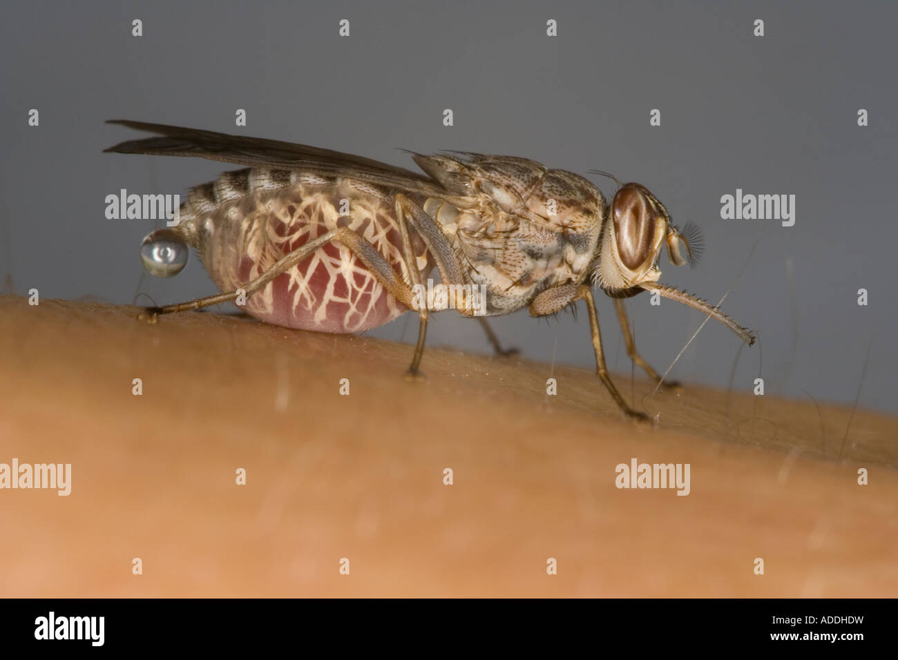 Bloodfed female Savannah Tsetse fly (Glossina morsitans morsitans) exhibiting pre-diuresis. Stock Photo