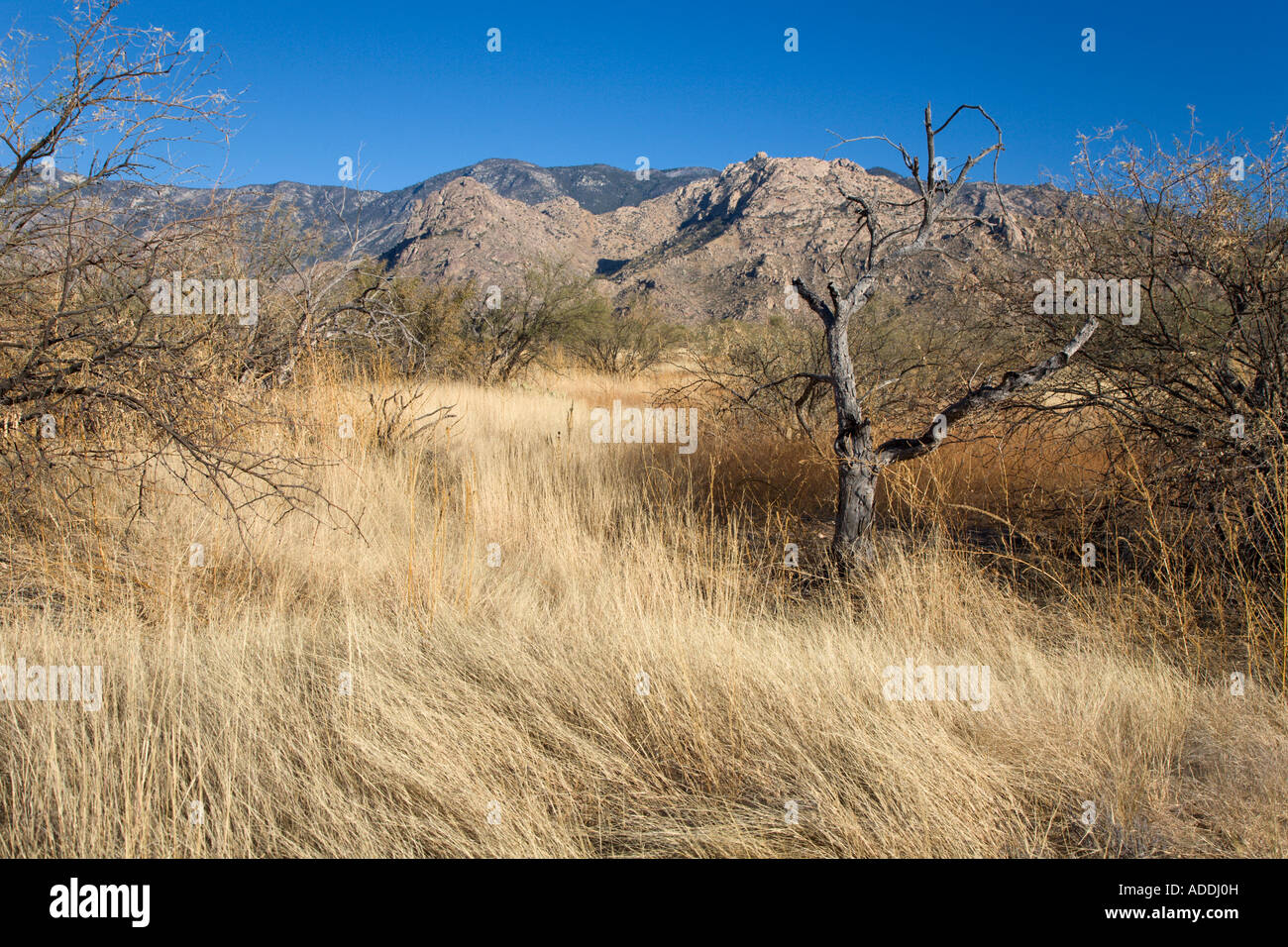 Open range Sonoran Desert at Catalina State Park near Tucson, Arizona, USA Stock Photo