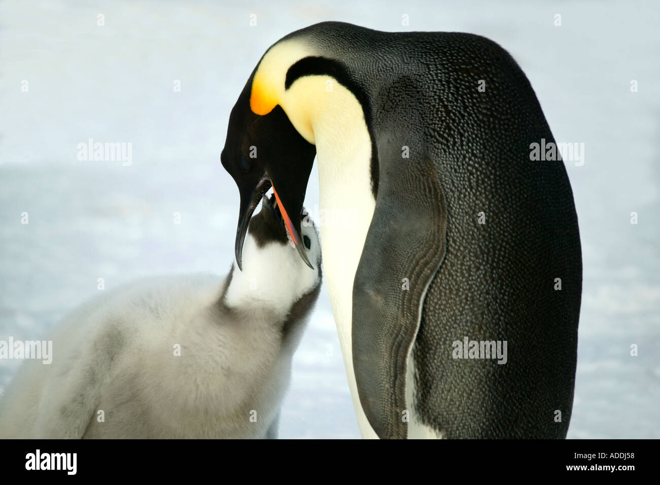 Adult emperor penguin feeding chick Atka Bay Weddell Sea Antarctica Stock Photo