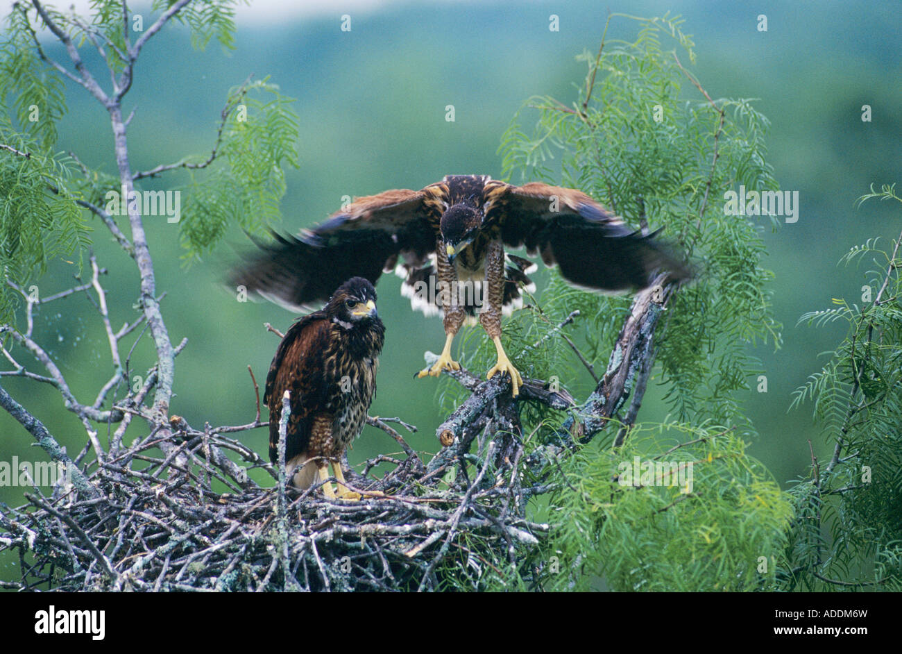 Harris's Hawk Parabuteo unicinctus young in nest in Mesquite tree testing wings ca 5 weeks old  Rio Grande Valley Texas USA May Stock Photo