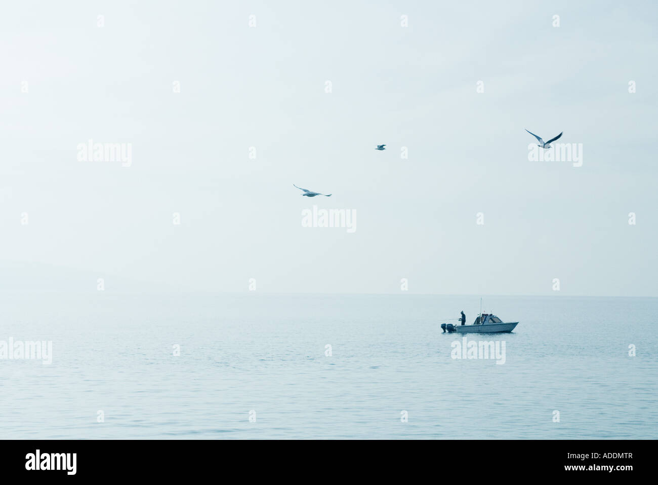 Seagulls flying over lake and fisherman in boat Stock Photo