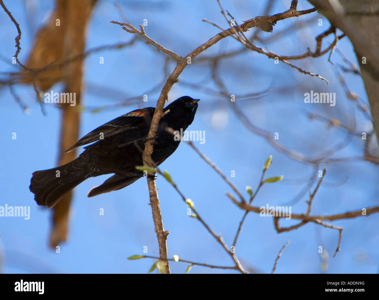 A red-winged blackbird perches on a branch in Nebraska. Stock Photo