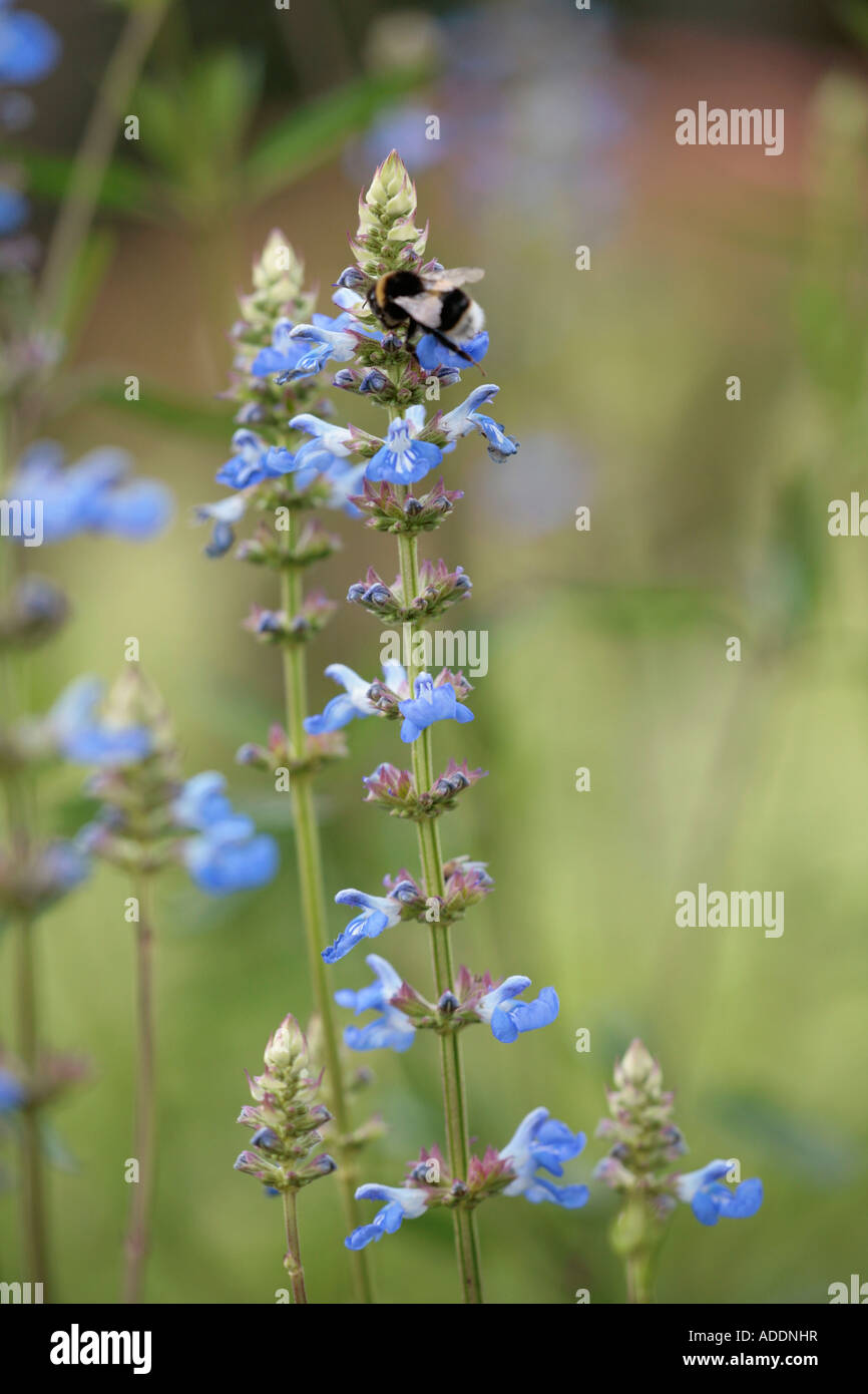 Bee gathering nectar from Bog Sage plant (Salvia Ulignosa) Stock Photo