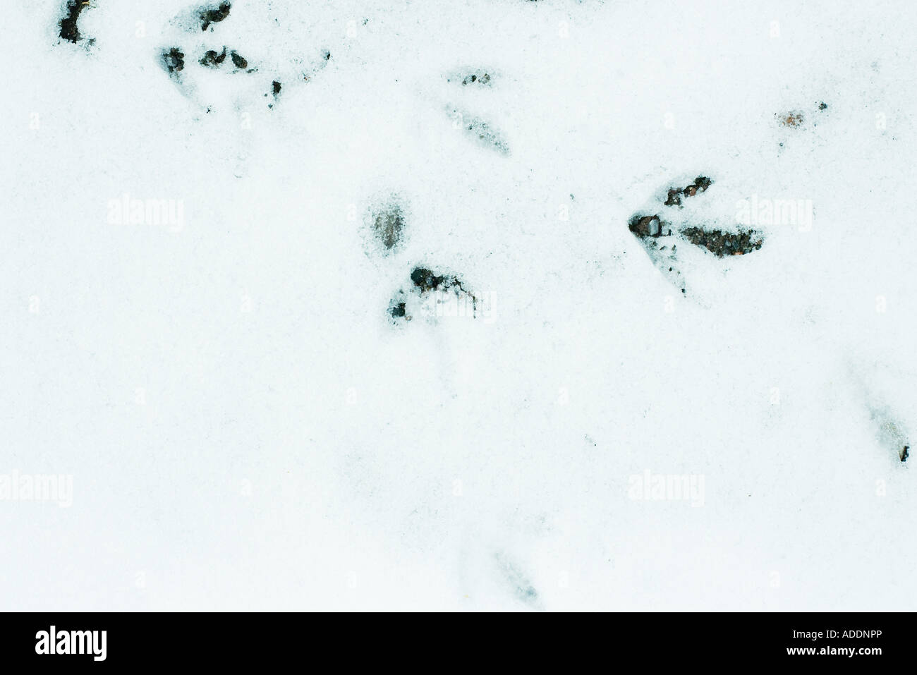 Paw Prints In Snow Stock Photo - Alamy