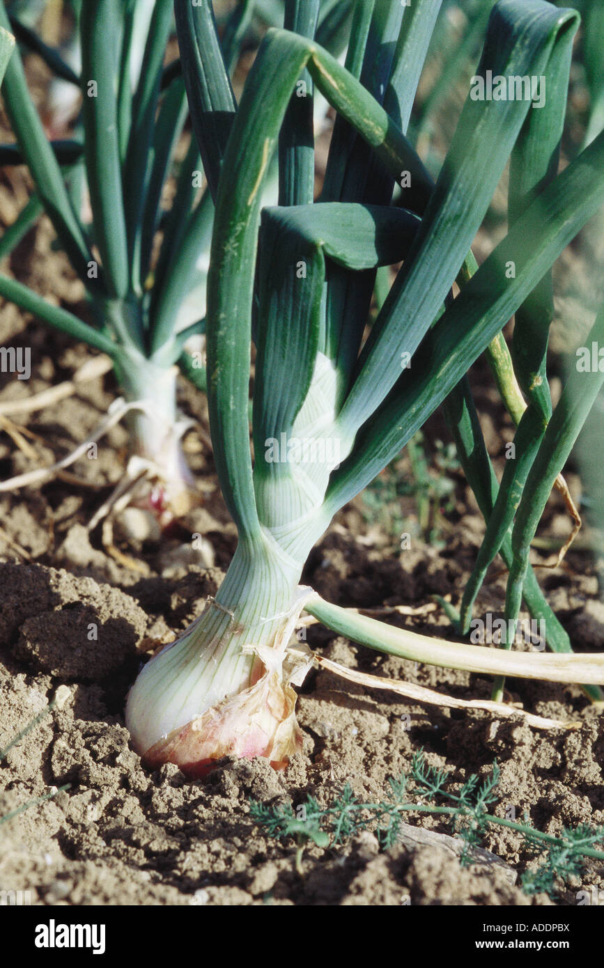 Onion Stalk High Resolution Stock Photography and Images - Alamy