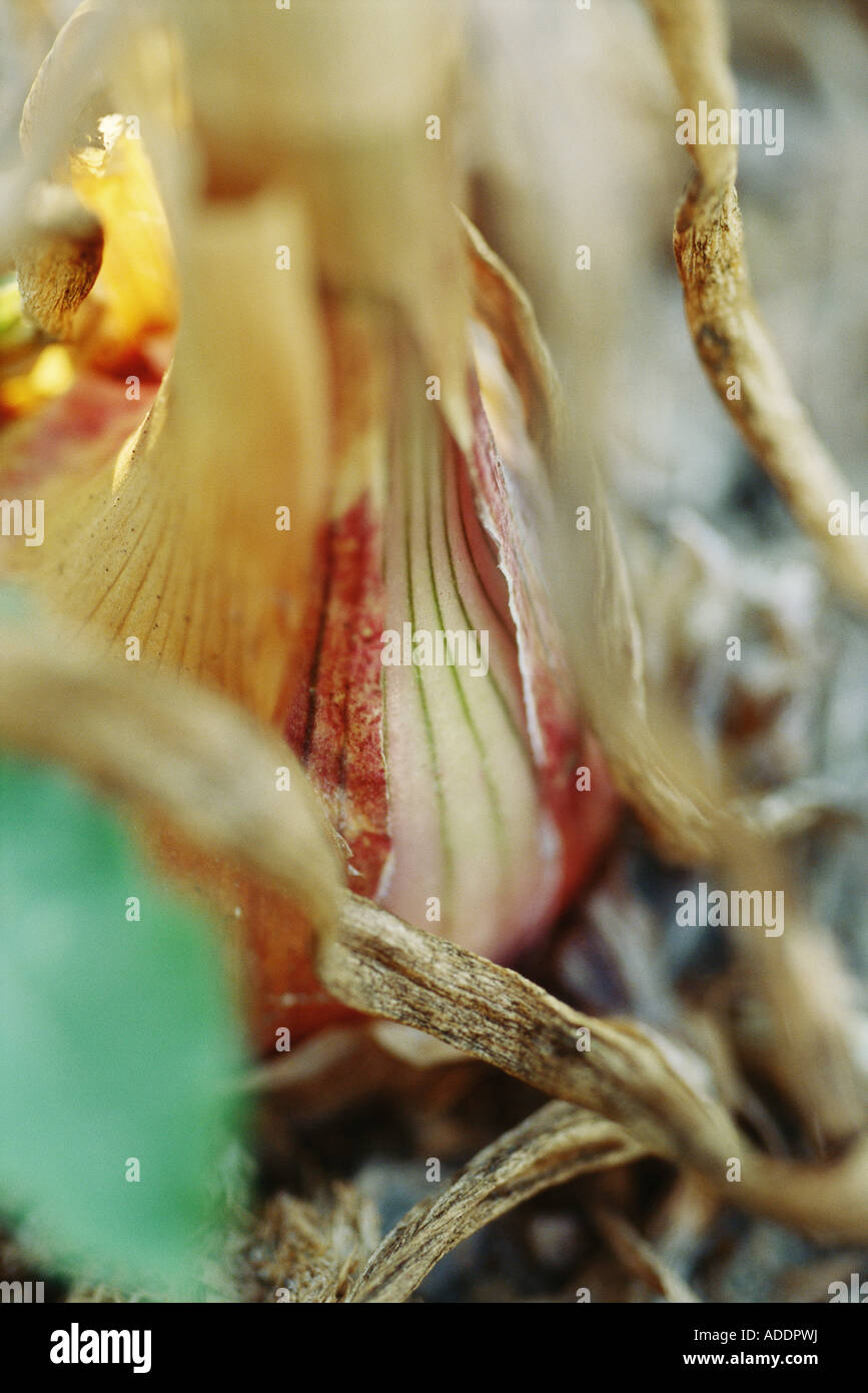 Onion bulb, extreme closeup Stock Photo Alamy