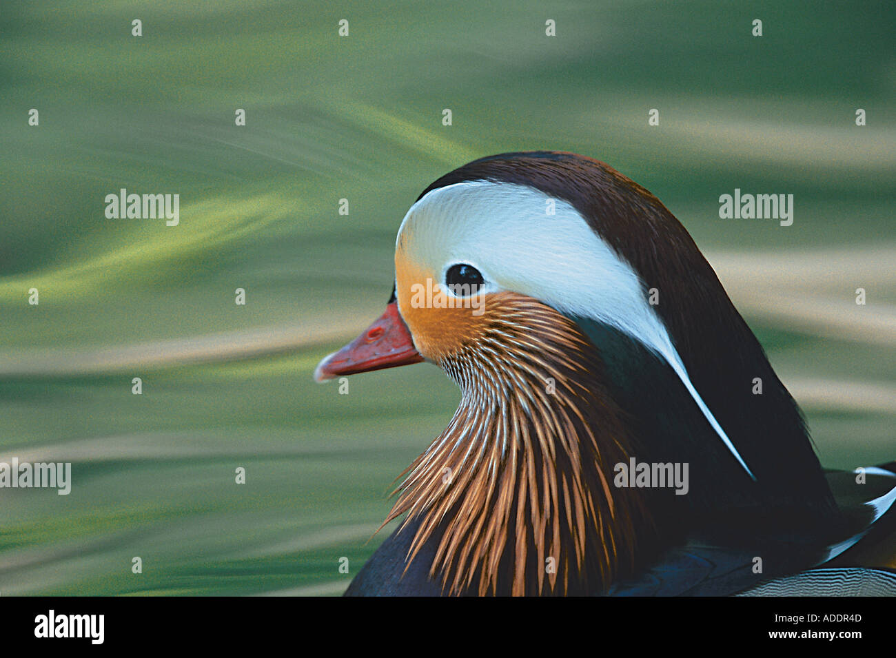 Ente hi-res stock photography and images - Alamy
