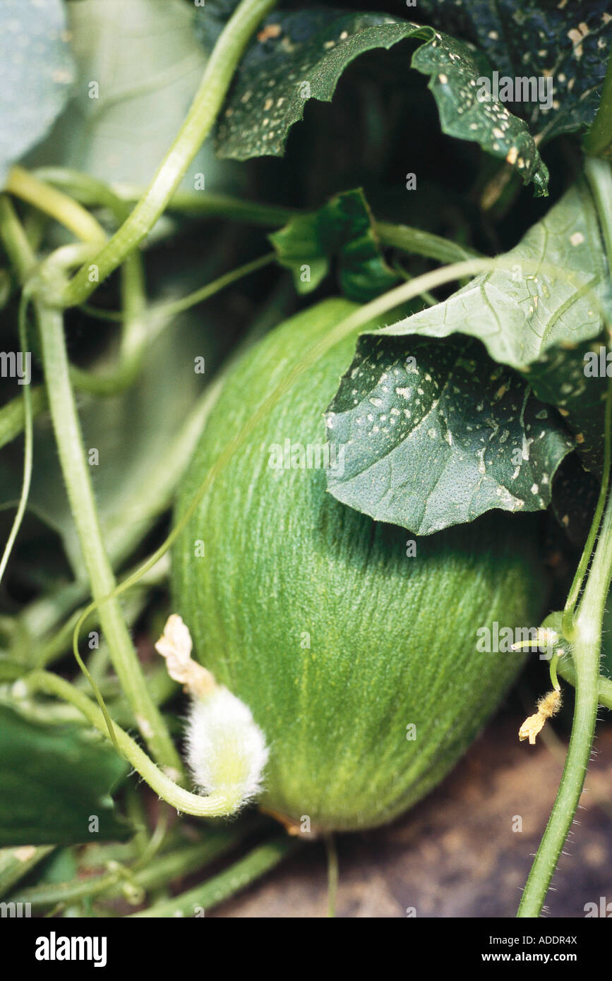 Honeydew melon growing Stock Photo Alamy