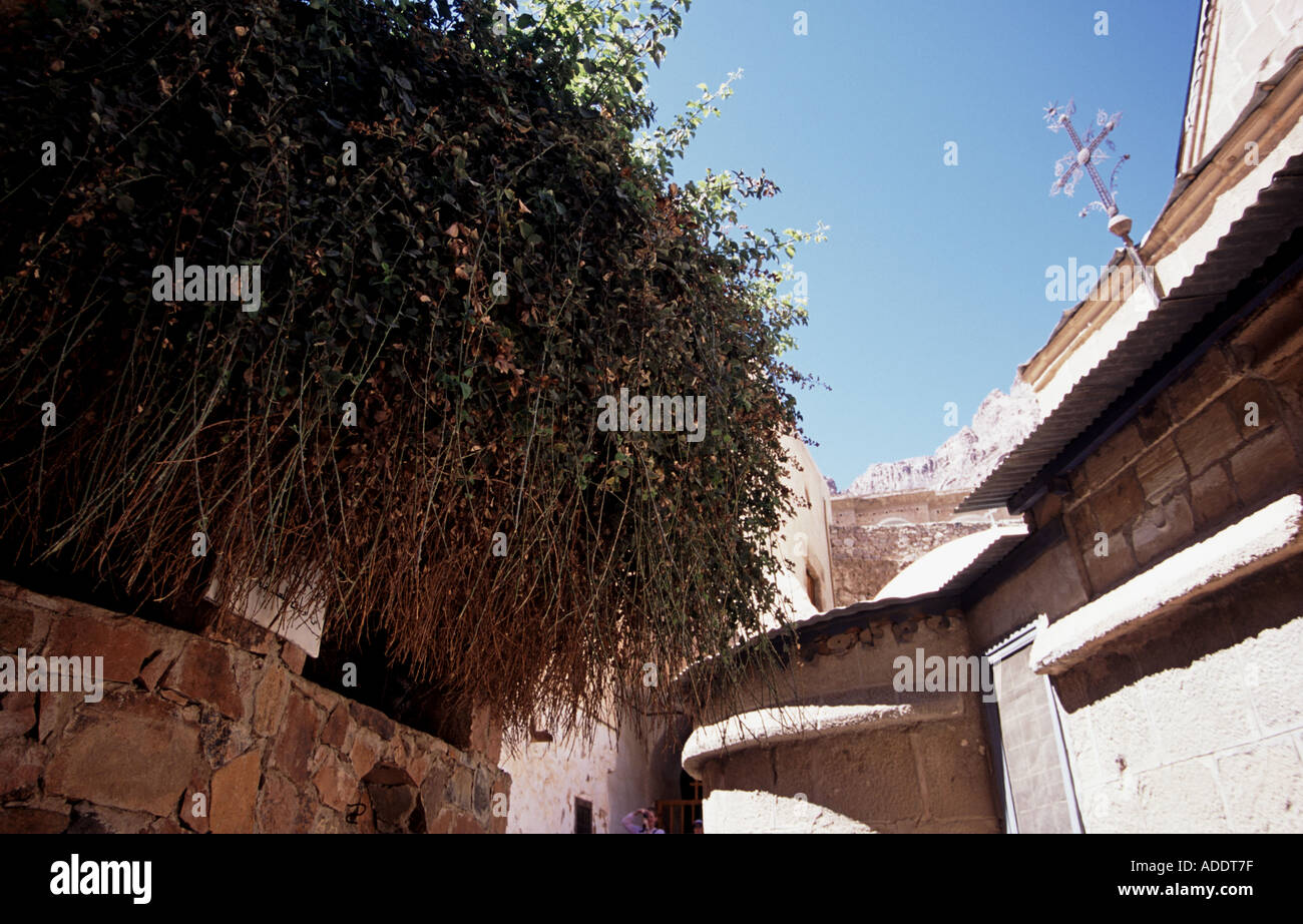 Moses burning bush at St Catherine s Monastery Sinai Egypt Stock Photo