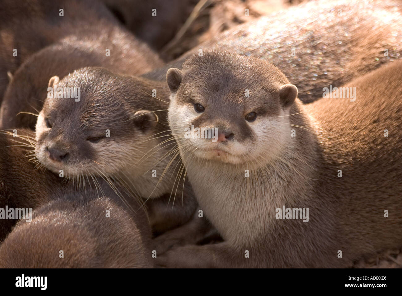 Asian Short Clawed Otter Stock Photo