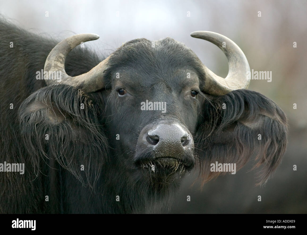 Cape Buffalo Syncerus caffer Stock Photo