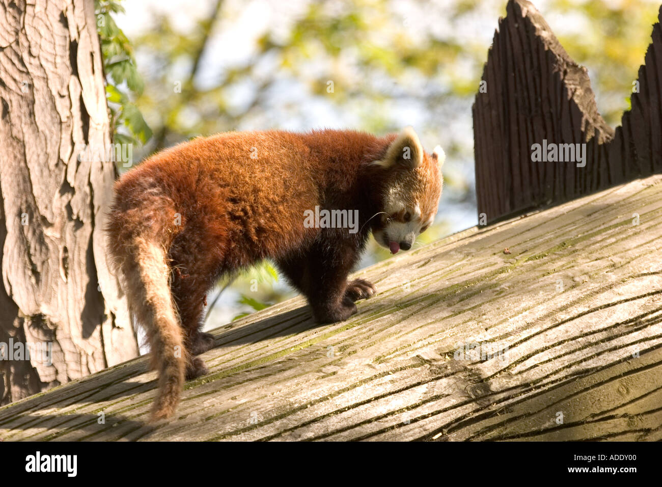 Red Panda Ailurus fulgens Stock Photo