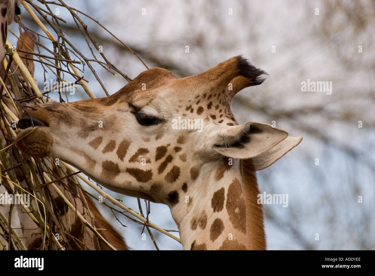 A feeding giraffe Stock Photo