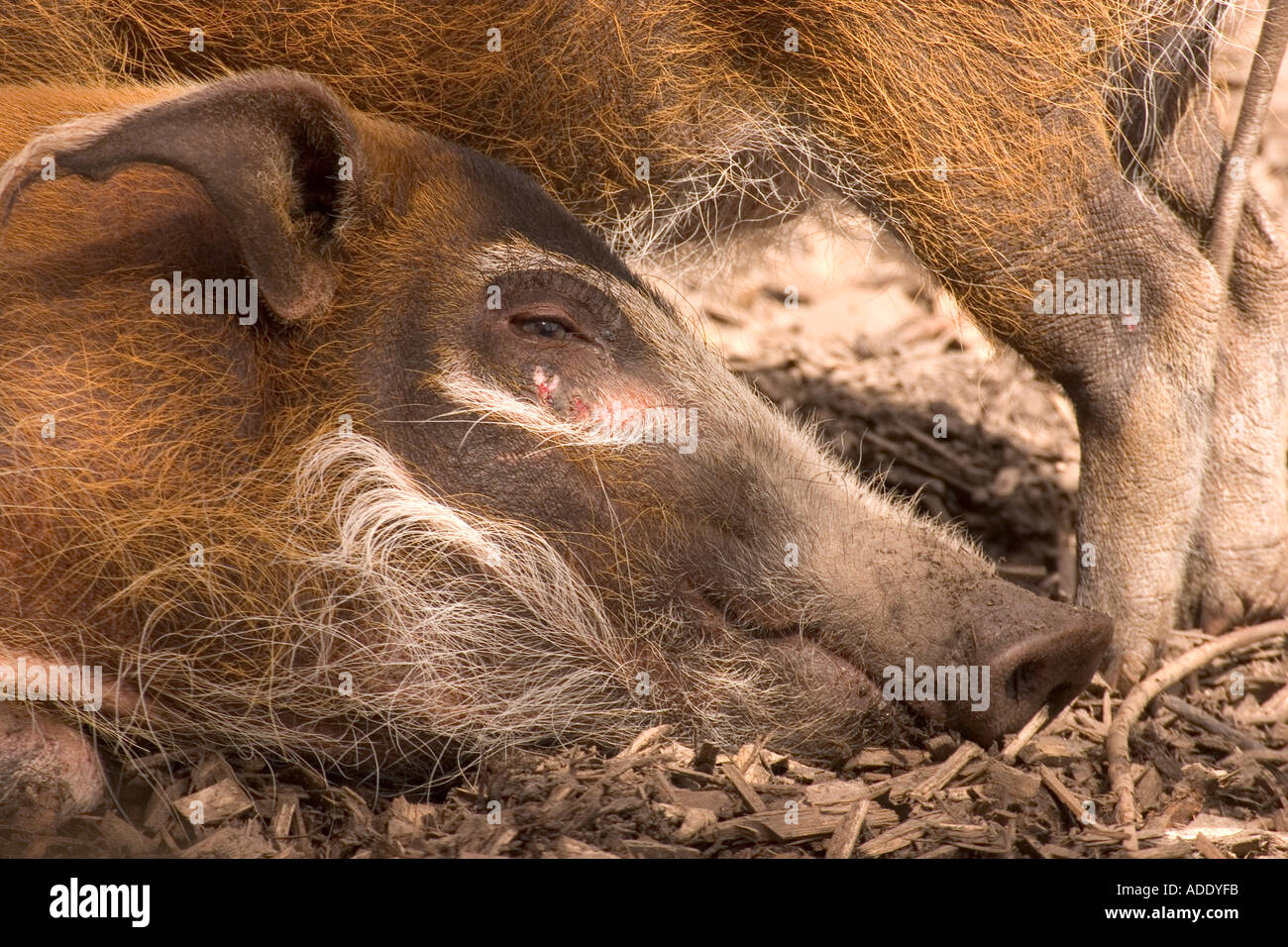 Red River Hog Stock Photo