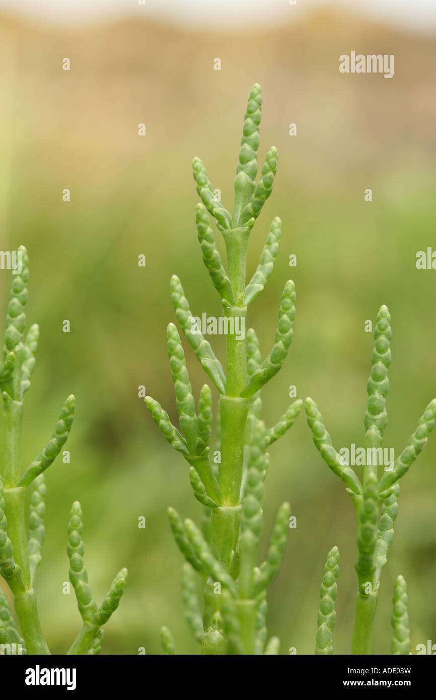 Marsh samphire Salicornia Glasswort or Samphire grows in salt marshes