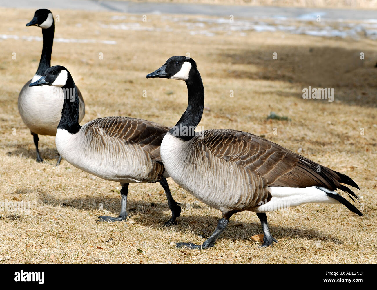 Large long-necked Canadian geese Stock Photo - Alamy