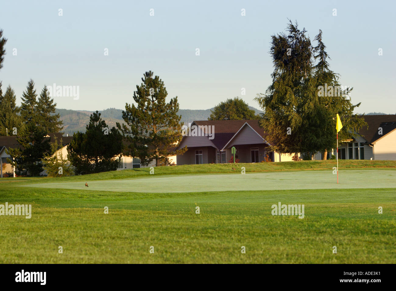 Homes along golf course green Stock Photo