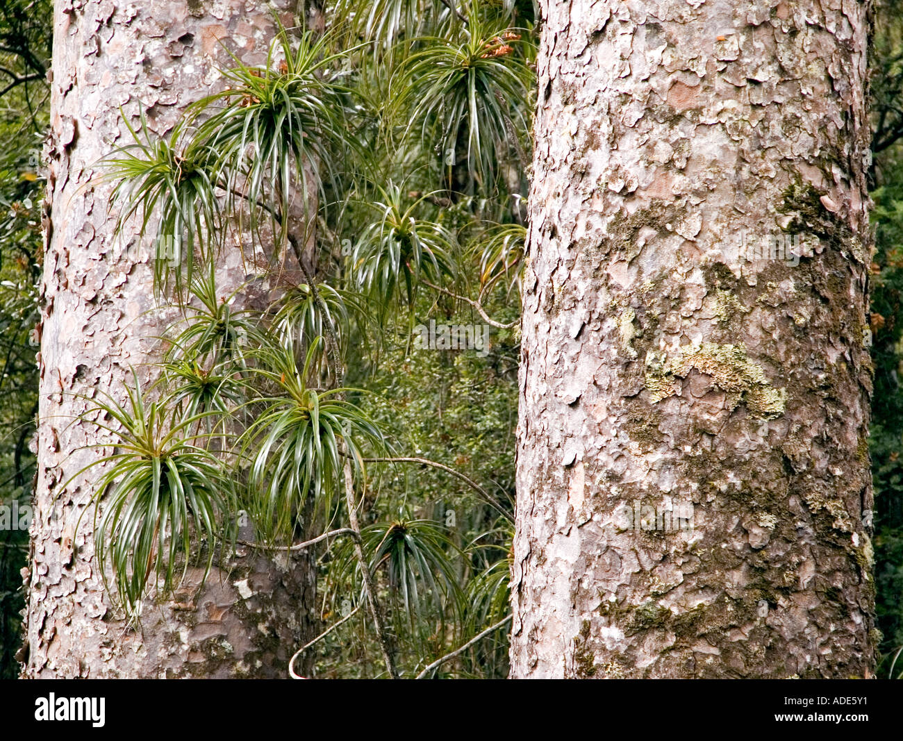 Kauri trees in Pukati Forest, Northland, New Zealand. DSC 8892 Stock Photo