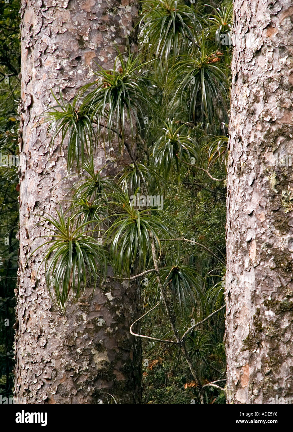 Kauri trees in Pukati Forest, Northland, New Zealand. DSC 8893 Stock Photo