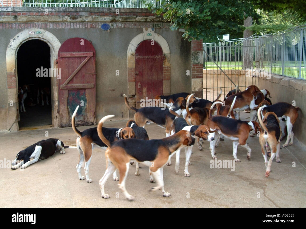 france loire valley and centre chateau cheverny beagle pack used in ...