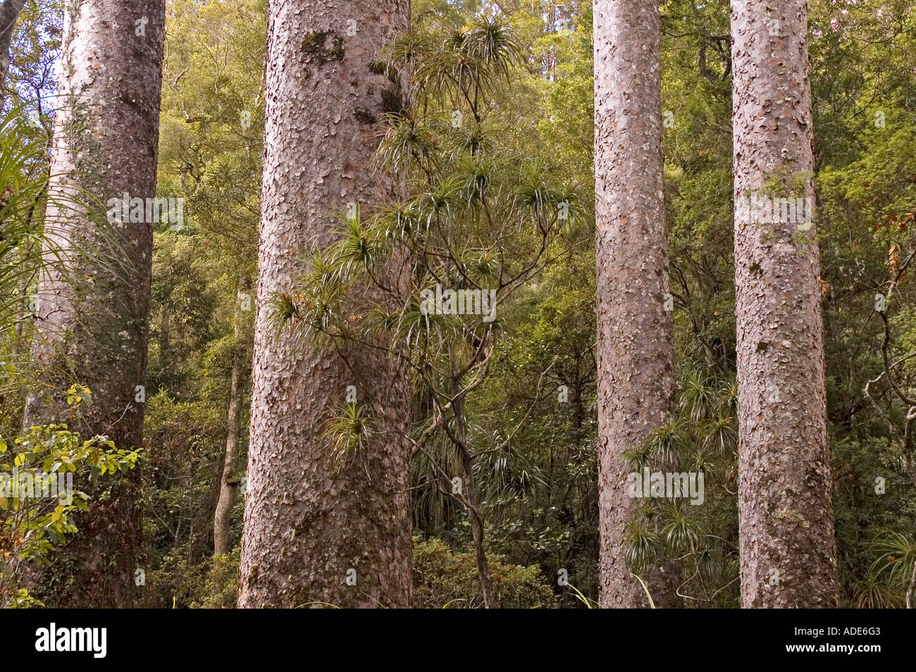 Kauri trees in Pukati Forest, Northland, New Zealand. DSC 8895 Stock Photo