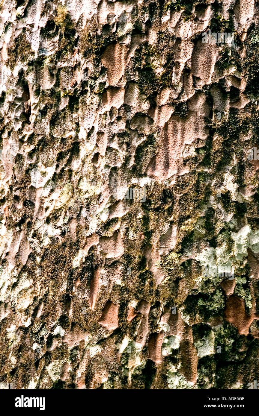 Close up of Kauri tree bark in Pukati Forest, Northland, New Zealand. DSC 8897 Stock Photo