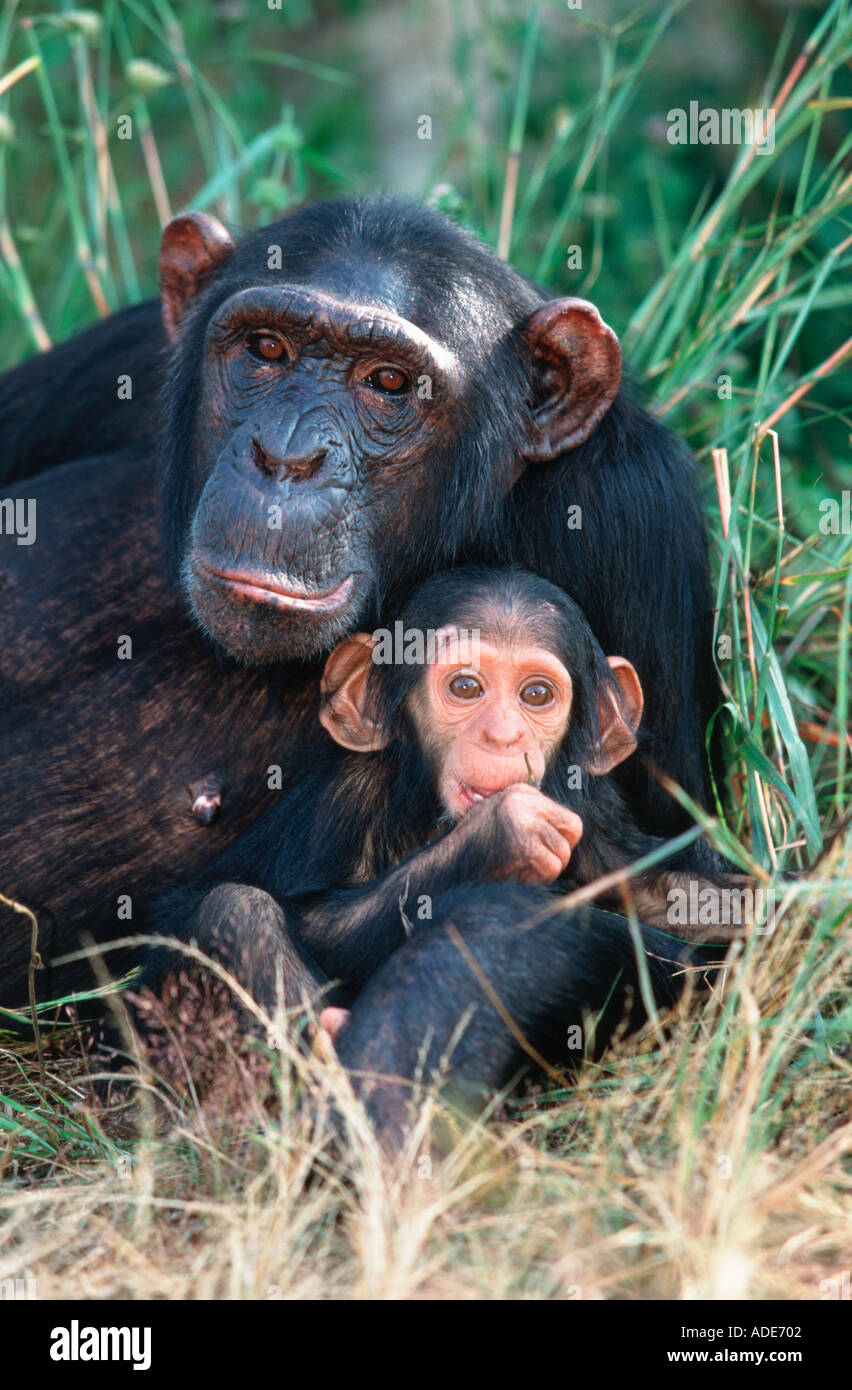 Chimpanzee Pan troglodytes Mother nurturing her baby West Central