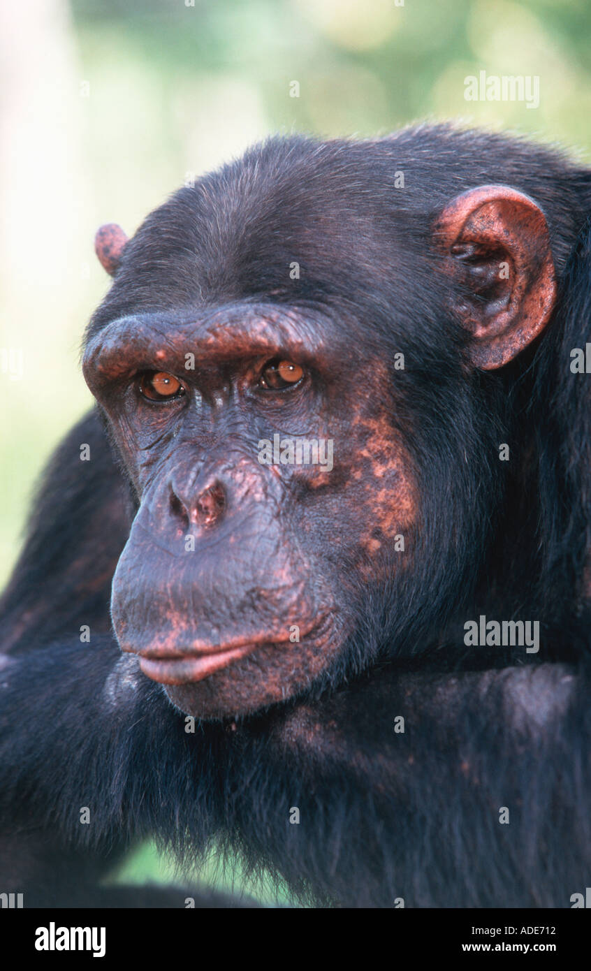 Chimpanzee Pan troglodytes alpha male West Central Africa Stock Photo