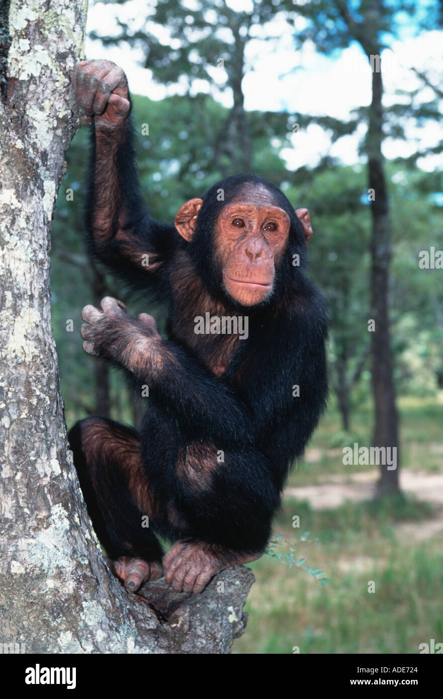 Chimpanzee Pan troglodytes Young chimpanzee in the trees West Central Africa Stock Photo