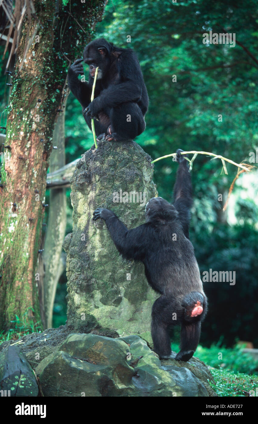 Chimpanzee Pan troglodytes Using a stick to fish for termites in a mound West Central Africa Stock Photo