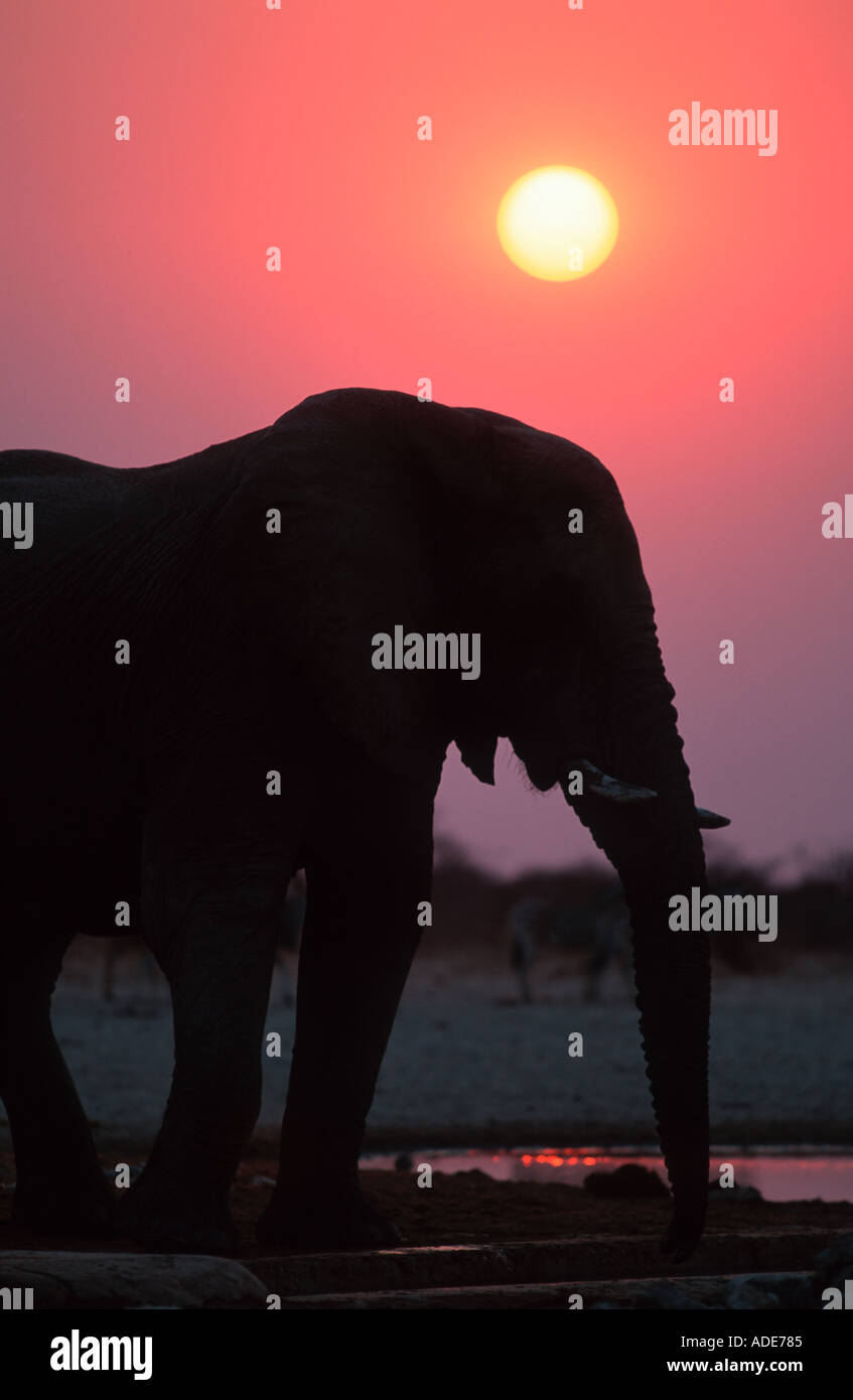 African elephant Loxodonta africana In silhouette against sunrise Etosha N P Namibia Stock Photo