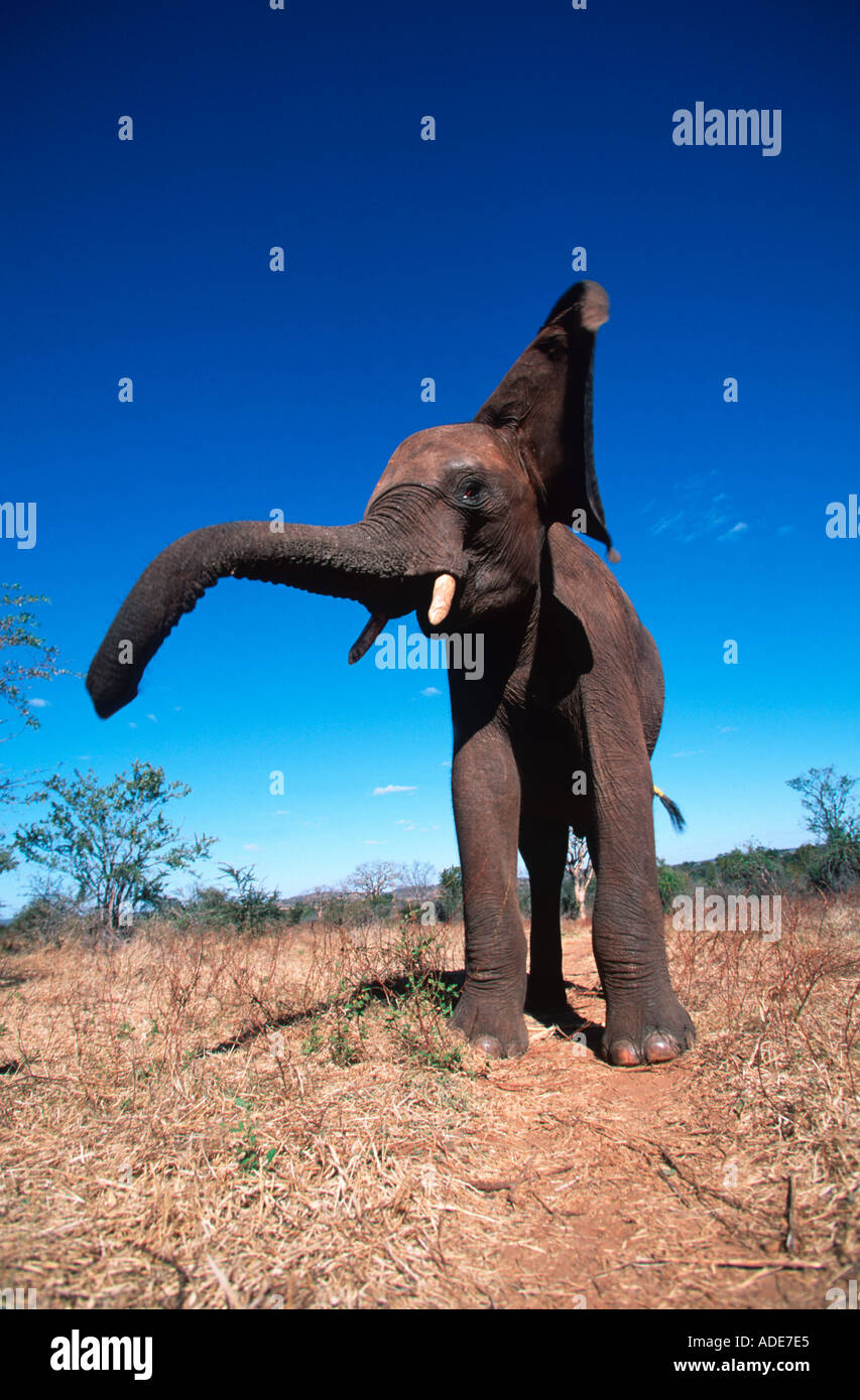 Elephant shaking head hires stock photography and images Alamy