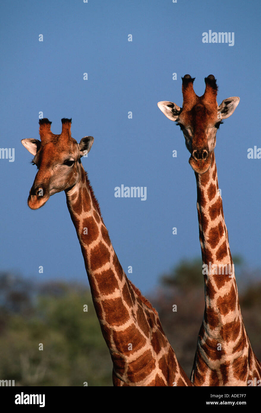 Southern Giraffe Giraffa camelopardalis Distribution Africa south of Equator Stock Photo