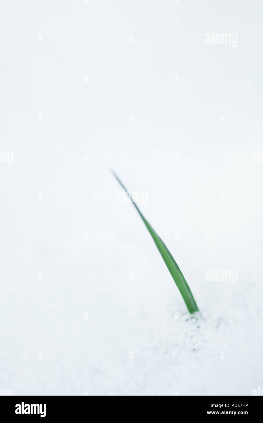 Blade of grass emerging from snow Stock Photo