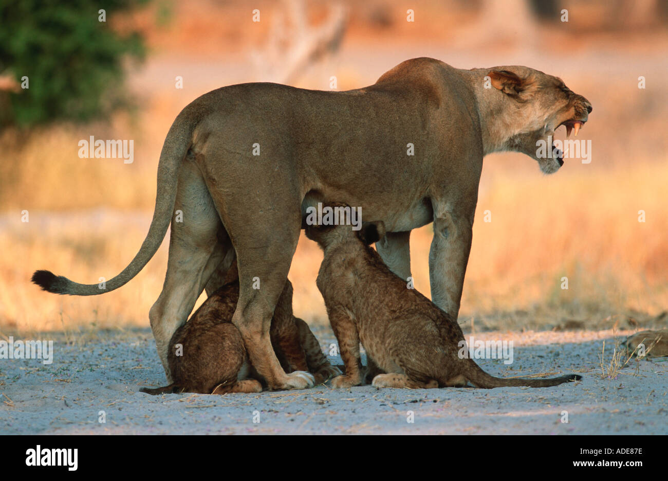 Lion Panthera leo Suckling her cubs Chobe National Park Botswana Stock Photo