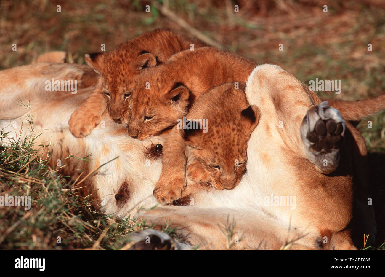 Lion Panthera leo Suckling cubs Africa Stock Photo