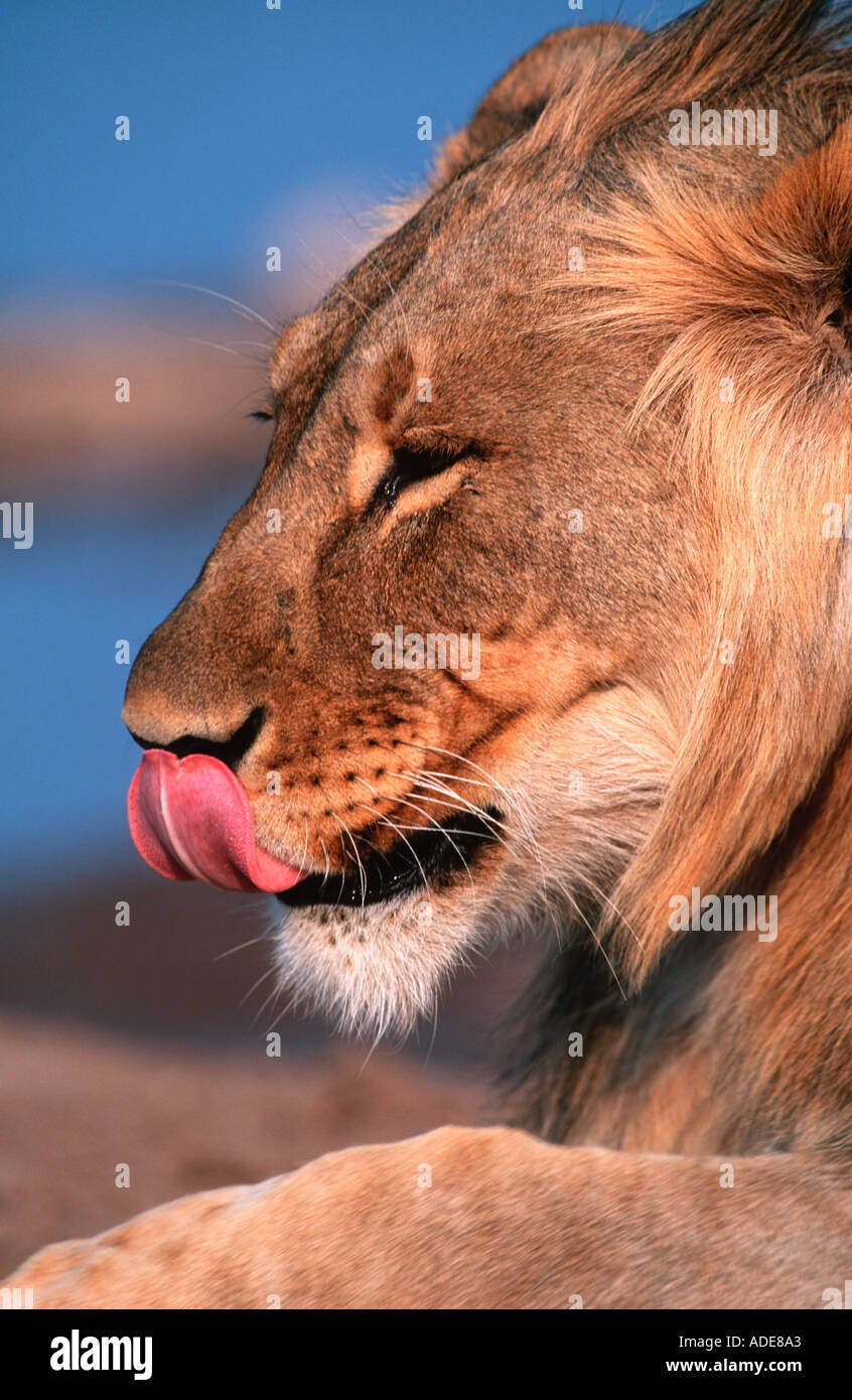 Lion Panthera leo portrait of young male Africa Stock Photo - Alamy