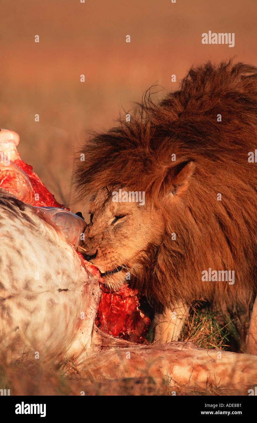 Lion Panthera leo Male feeding on giraffe kill Masai Mara N R Kenya Stock Photo